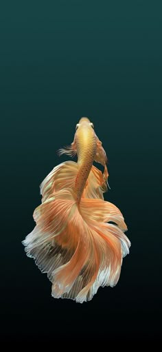 an orange and white siamese fish floating in the water with it's tail curled up