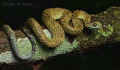 a snake is curled up on a branch