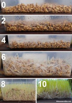 the steps to grow wheat in a plastic container