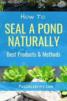 how to seal a pond naturally best products and method