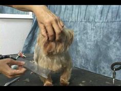 a small dog getting its hair cut by someone