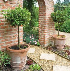 two large potted trees in front of an arched brick wall and stone walkway leading to the garden