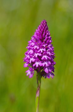 a purple flower is in the foreground with green grass in the backgroud