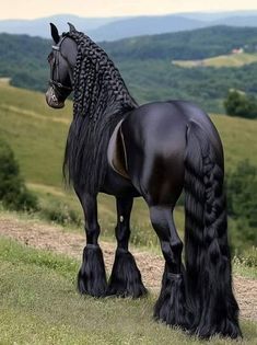 a black horse standing on top of a lush green field