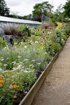 a garden filled with lots of different types of flowers