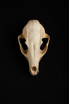 an animal's skull is shown against a black background