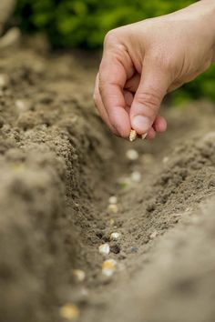 a person holding something in their hand on top of some dirt and grass with plants behind them