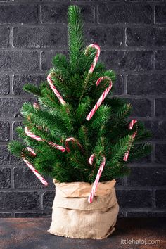 a small christmas tree in a bag with candy canes on the top and green branches