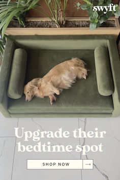 a dog laying on top of a bed with plants in the background and text upgrade their bedtime spot shop now