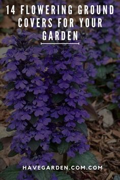 American Wisteria (Wisteria frutescens)

Purple flower clusters
Less aggressive than Asian wisteria species American Wisteria