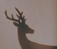 the shadow of a deer's head on a wall