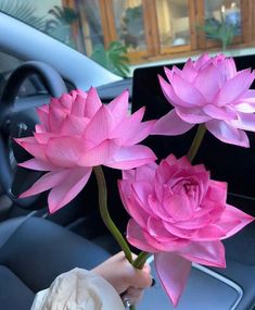 Lotus Flowers Bouquet, Lotus Flower Bouquet, Lotus Bouquet, Cat Eyeglasses, Lotus Flower Pictures, Flowers Bouquet Gift