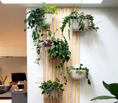 there are many potted plants hanging on the wall