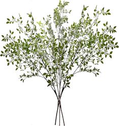 a plant with green leaves on it is shown in front of a white background and has long thin black stems