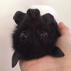 a hand holding a small black bat with big eyes