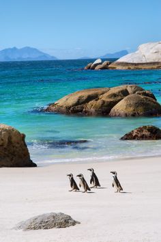 three penguins are walking on the beach near the water