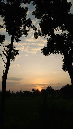 the sun is setting behind two trees in front of a field with grass and bushes