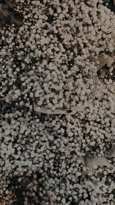 a bunch of white flowers that are on the ground