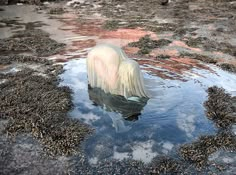 an iceberg floating on top of a body of water surrounded by rocks and seaweed