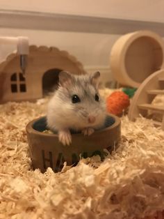 a hamster sitting in a bowl on top of wood shavings and looking at the camera