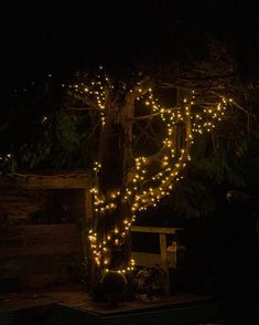 Tree, garden, garden lights, garden ideas, tree lights, fairy lights, garden fairy lights Fairy Lights On Palm Trees, Fairy Lights In Trees Backyards, Wedding Lights In Trees, Garden Party Fairy Lights, Fairy Lights In Garden, Fairy Lights On Trees, Lights On Trees Outside, Outside Fairy Lights, Fairy Light Backyard