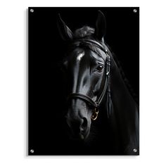 a black horse is shown against a black background