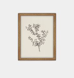 Botanical Sketch Framed Print Gold Simple Rendering, Shoppe Amber Interiors, Botanical Art Prints, Amber Interiors, Classic Paintings, Vintage Art Prints, Botanical Wall Art, Plant Wall, Digital Wall Art