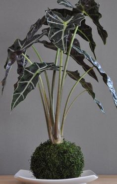 a potted plant sitting on top of a wooden table next to a white plate