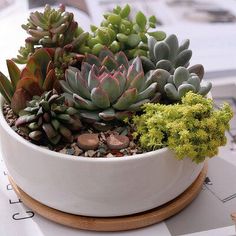 a white bowl filled with lots of succulents on top of a table