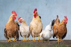 five chickens standing next to each other on a ledge