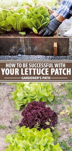 lettuce growing in the garden with text overlay that reads how to be successful with your lettuce patch gardener's path