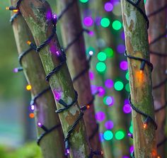 several trees with lights in the background