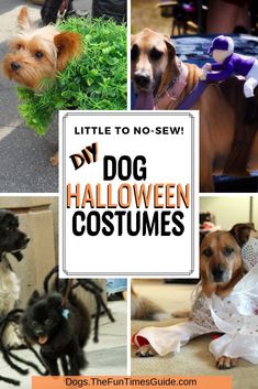 there are pictures of dogs dressed up in halloween costumes with text overlay that reads, little to no - sew diy dog halloween costumes