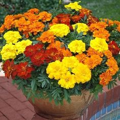 a large pot filled with lots of colorful flowers