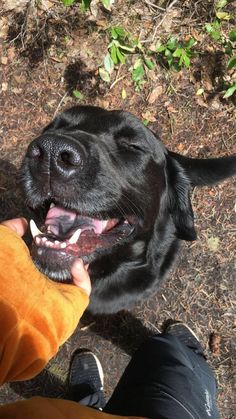 a person petting a black dog with its mouth open