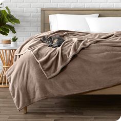 a cat laying on top of a bed covered in a blanket next to a potted plant