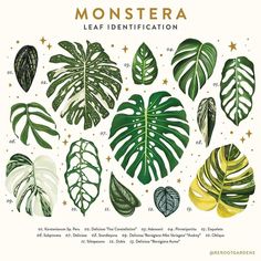 a poster with different types of plants and leaves on it's sides, including monstera leaf identification