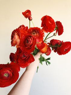 a person's hand holding a bouquet of red flowers