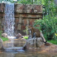 a leopard sitting on top of a rock next to a waterfall