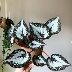 a hand holding a plant with white and black butterflies on it's leaves, next to a potted plant