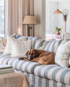 a large brown dog laying on top of a blue and white couch next to a window