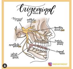 an image of the inside of a human head and neck with words describing its functions