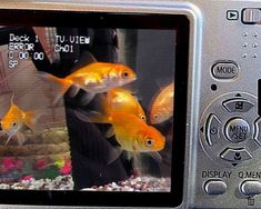 a fish tank with goldfish in it is shown on a digital camera's screen