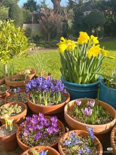 many potted plants with flowers in them