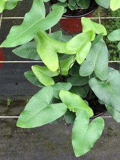 green plants are growing in small pots on the ground