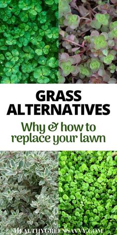 different types of grass with text overlay that reads grass alternatives why and how to replace your lawn