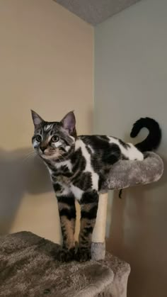 a cat standing on top of a scratching post in a room next to a wall