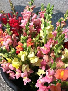 colorful flowers in a black pot on the ground