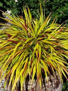 a plant with yellow and red leaves is in a pot on the ground next to some rocks