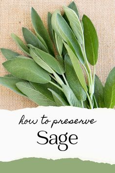 sage leaves with the words how to preserve sage